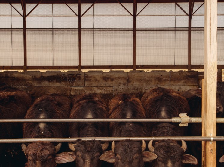 Buffalo stance