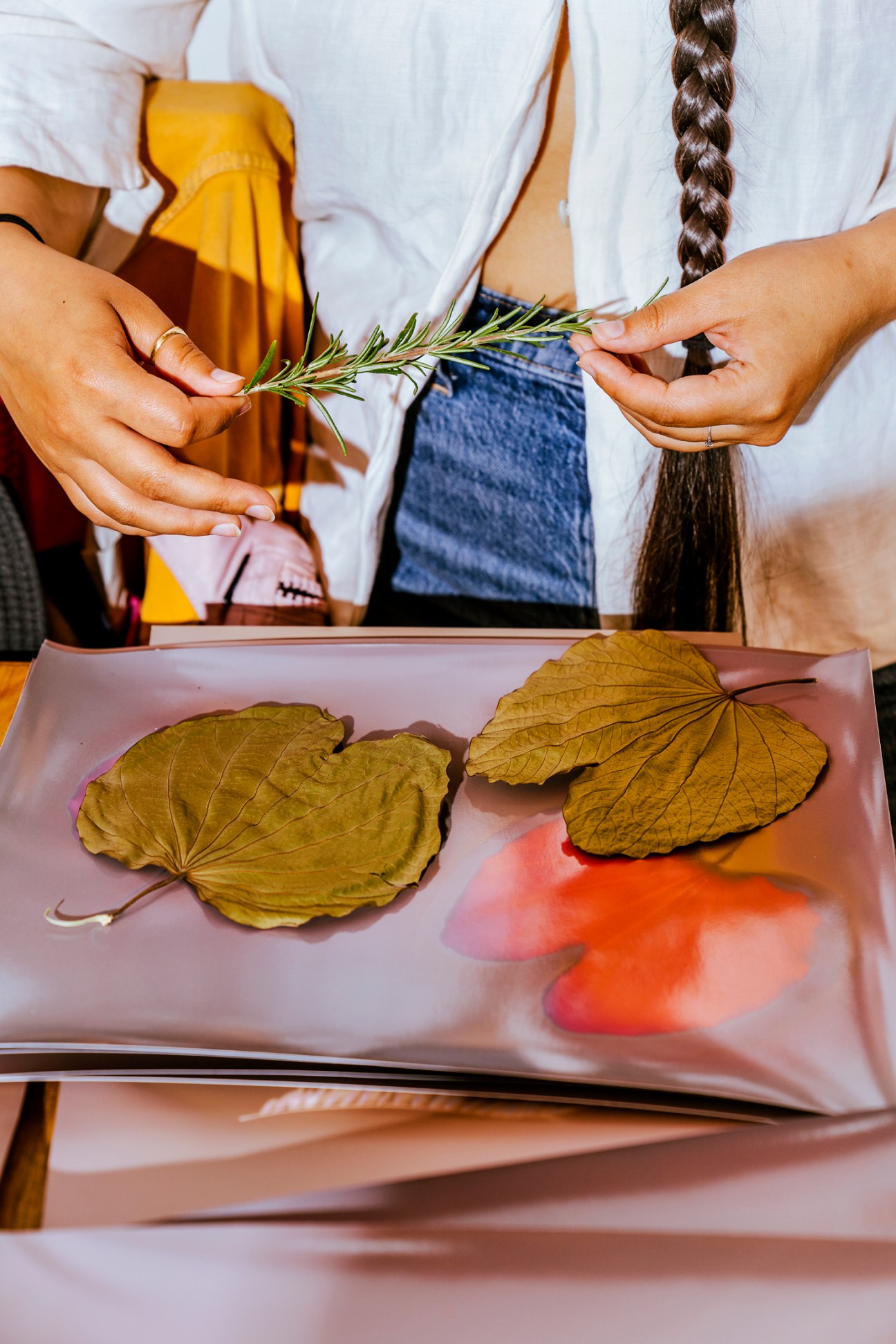 Hands holding fresh rosemary sprig above tray with dried leaves and colorful ingredients