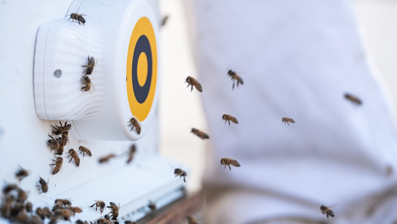 White BeeHero sensor device with yellow circular logo mounted on beehive with bees flying around it
