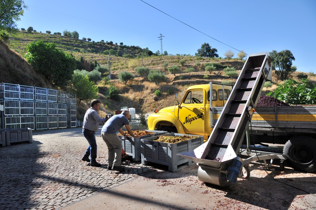 Two workers at a grape processing station with yellow Niepoort truck and conveyor belt during harvest