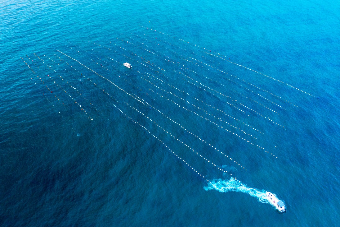 Aerial view of oyster farming nets arranged in rows in blue ocean water off Dibba Bay