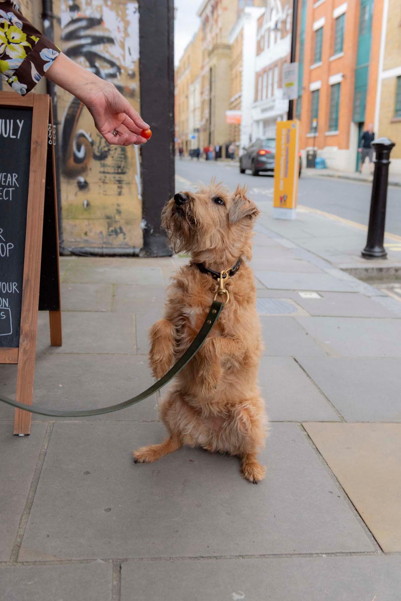Small tan dog standing on London pavement outside a shop, being fed by a person's hand.