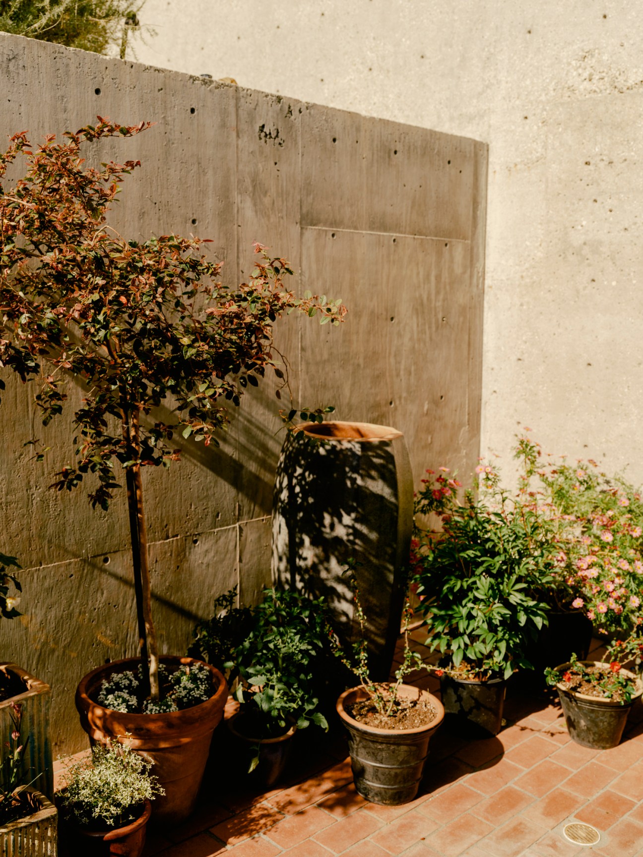 Sunlit patio with potted plants arranged against concrete walls creating an outdoor garden space
