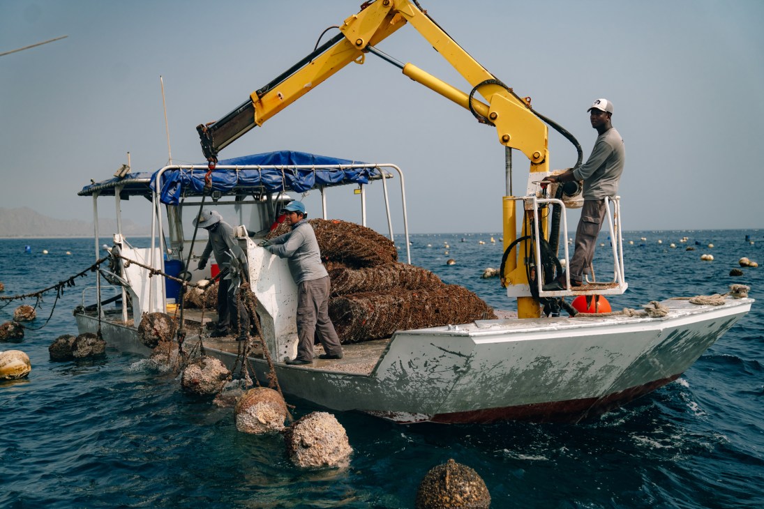 Workers harvesting oyster cages from the sea using a crane on a fishing boat.