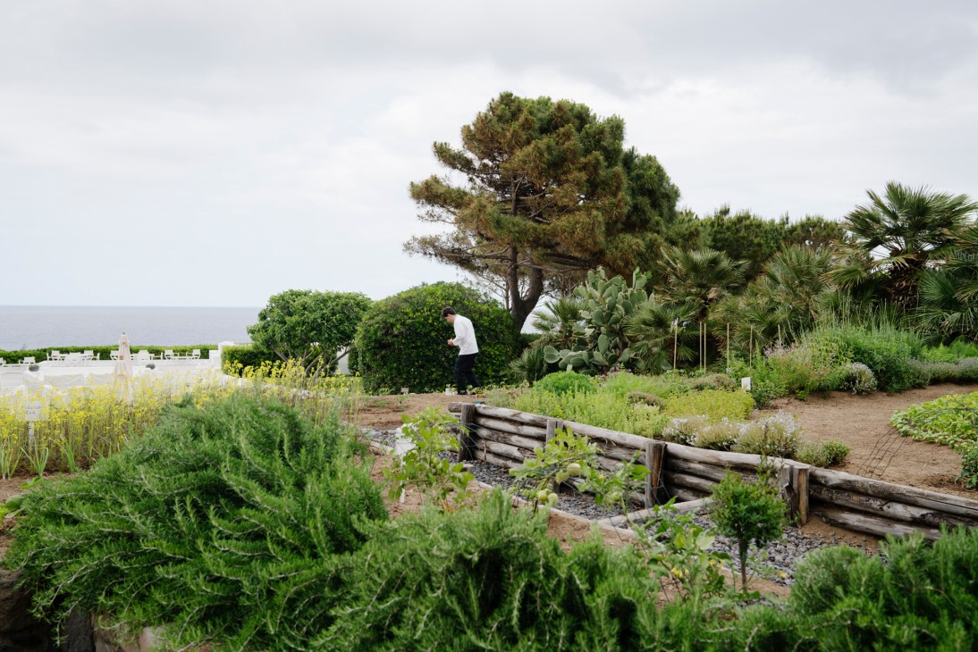 Terraced garden with person tending plants, pine trees and palm trees in Mediterranean coastal setting