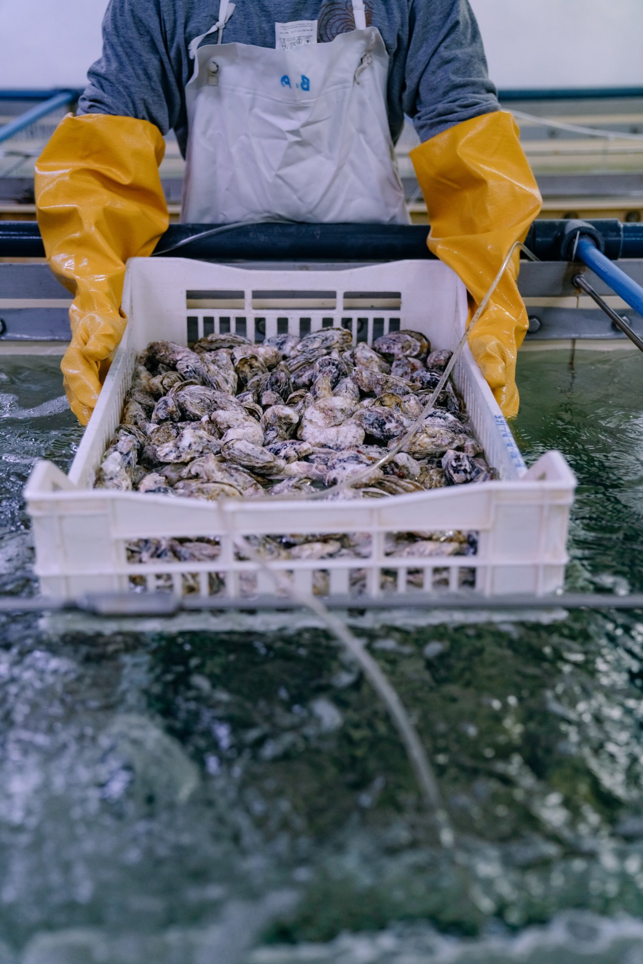 Worker in yellow gloves holding a crate of freshly harvested oysters at Seafood Souq.