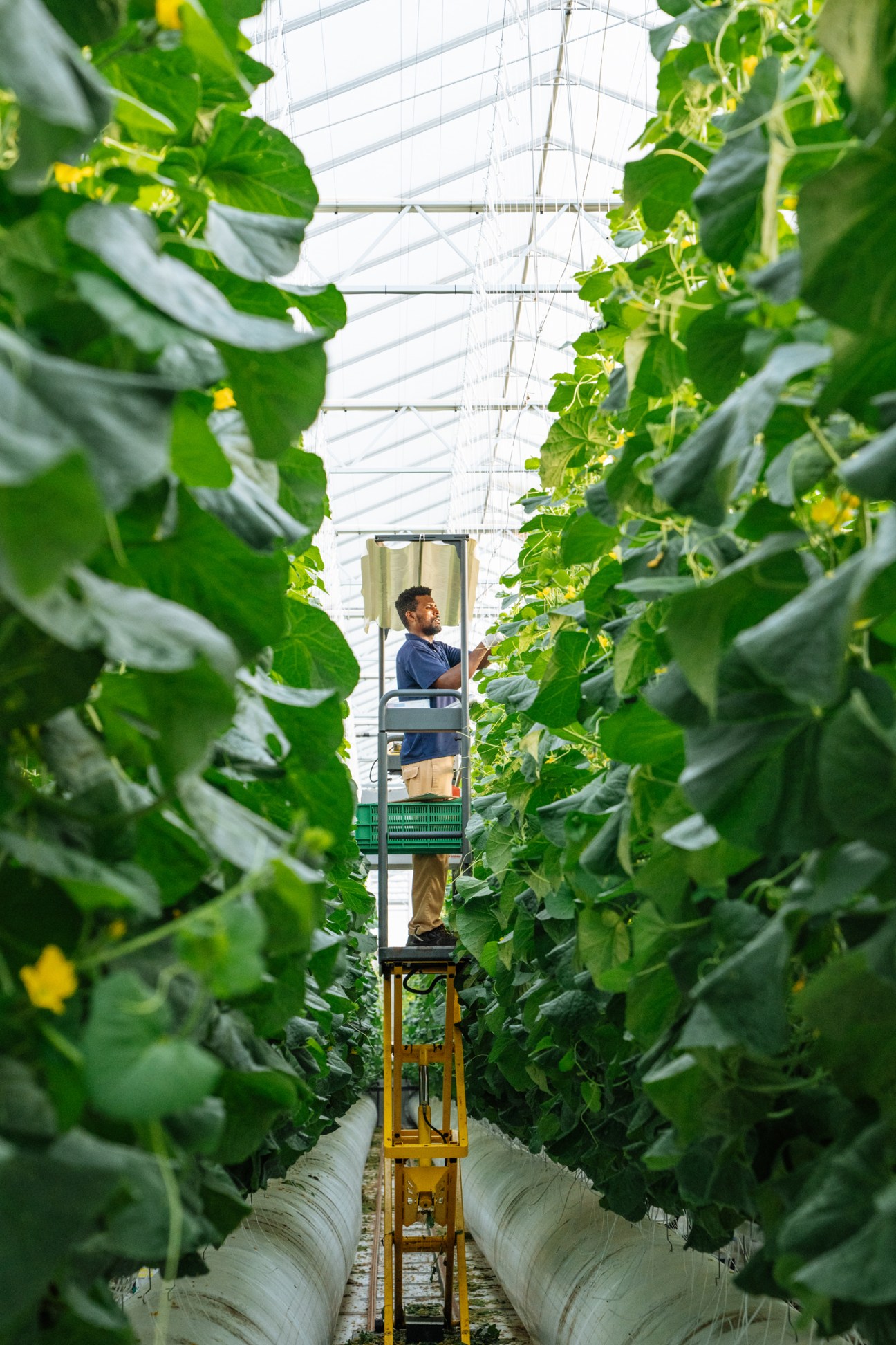 Worker on a yellow lift harvesting vines in a greenhouse corridor lined with lush green plants.
