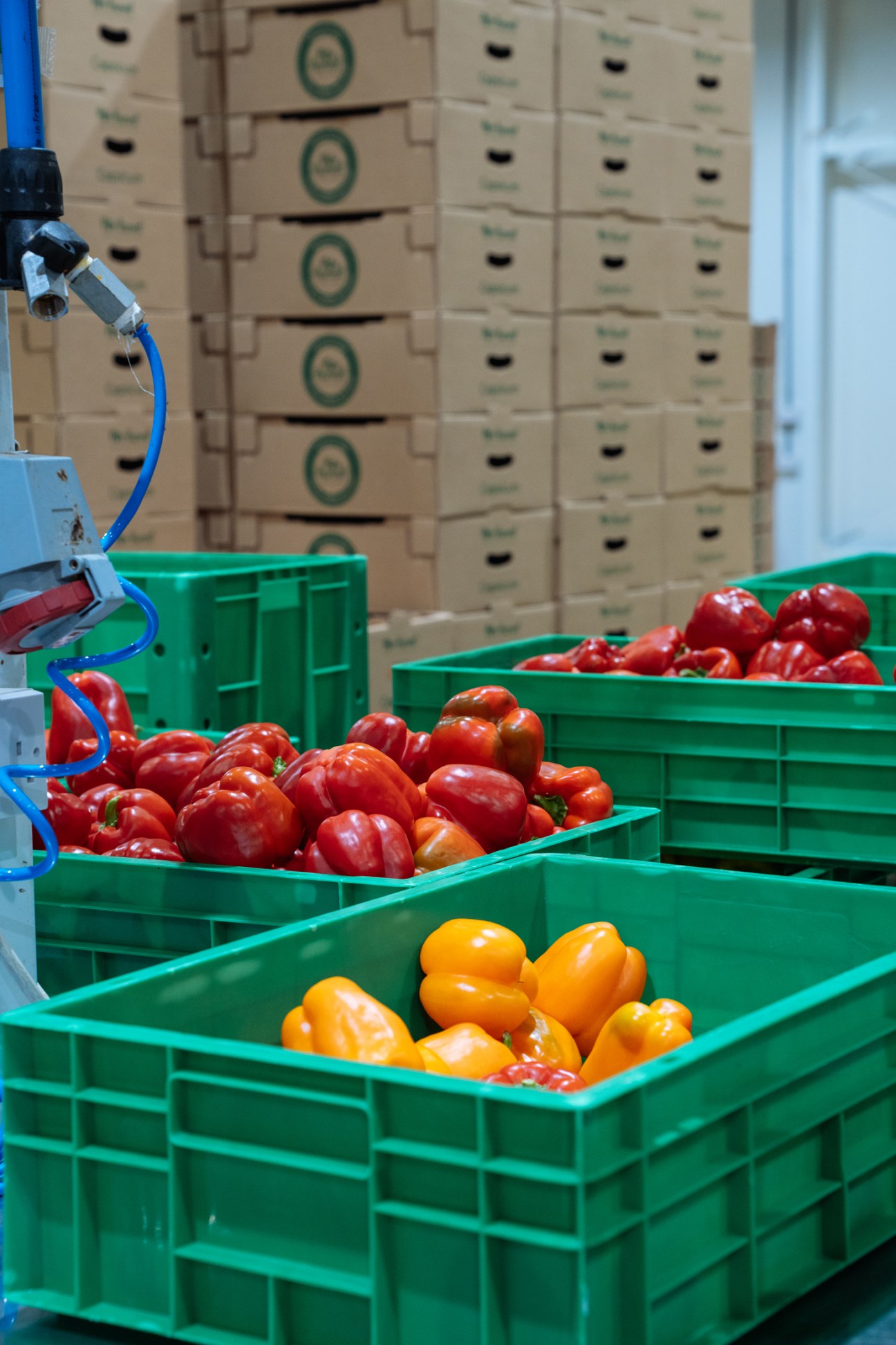 Red and yellow bell peppers in green plastic crates at Pure Harvest Smart Farms facility.