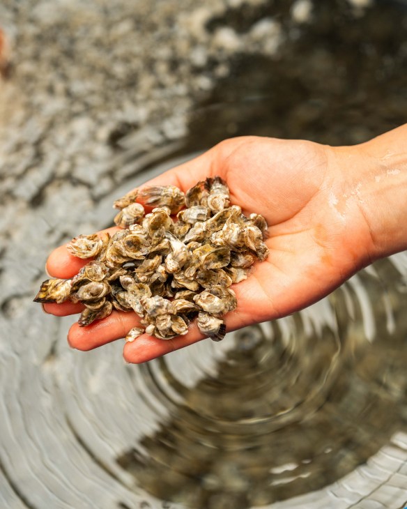 A hand holding a cluster of young oysters over water in Dibba Bay.