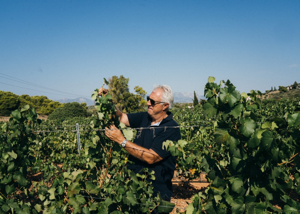 Man in sunglasses examining grape vines in Papagiannakos vineyard in Mesogeia region