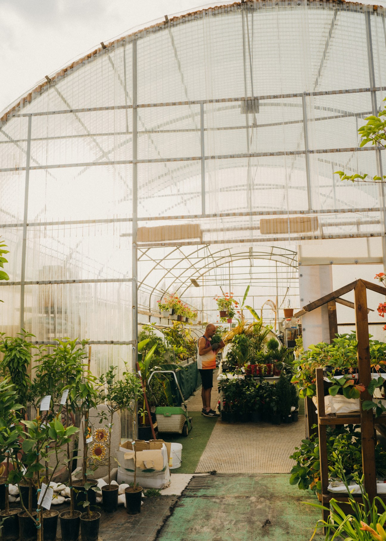 Worker tends to potted plants inside a large greenhouse at Skalistiri nurseries on Thassos.