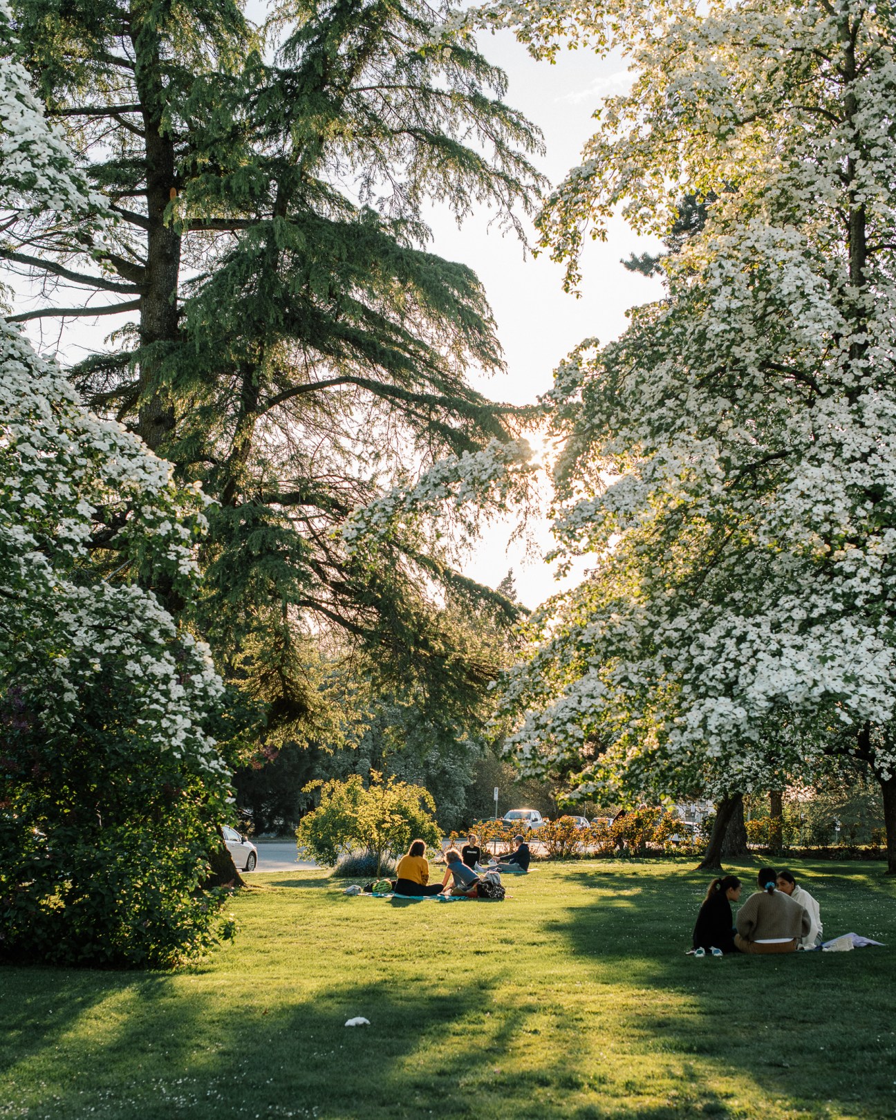 People relaxing on grass in a tree-lined park with blooming flowers