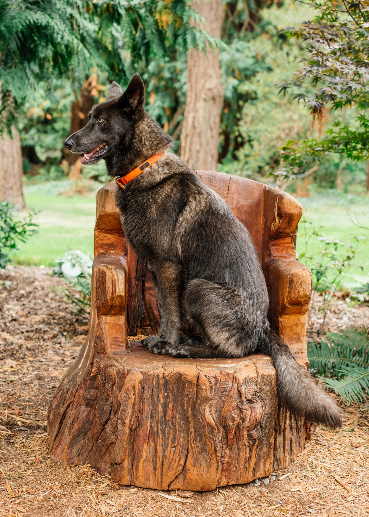 Black dog wearing orange collar sitting on wooden chair in forest setting.