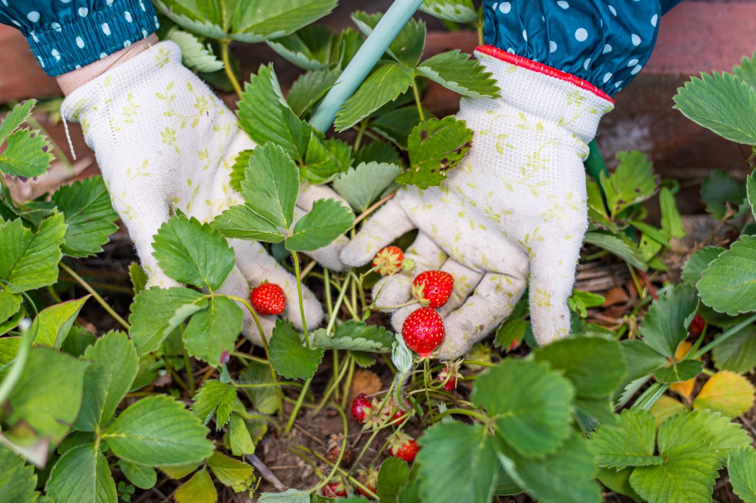 Hands in white gardening gloves picking ripe red strawberries from green strawberry plants