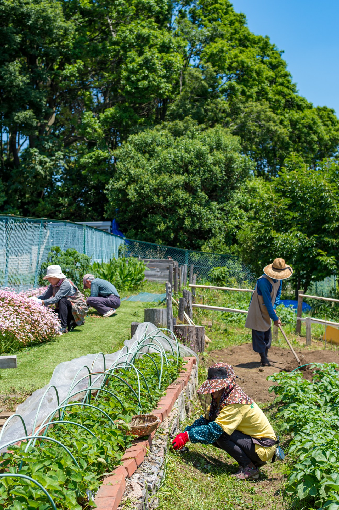 Garden workers in sun hats tending to vegetable plots with brick borders and protective row covers