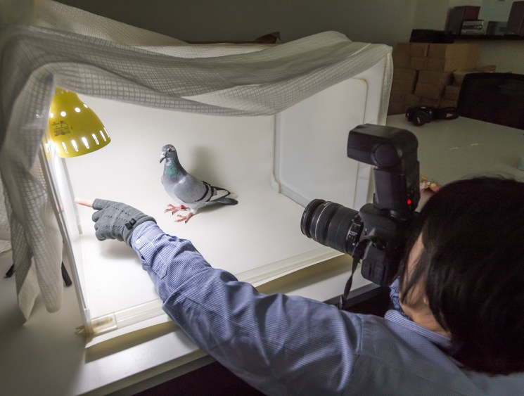 Catch the pigeon