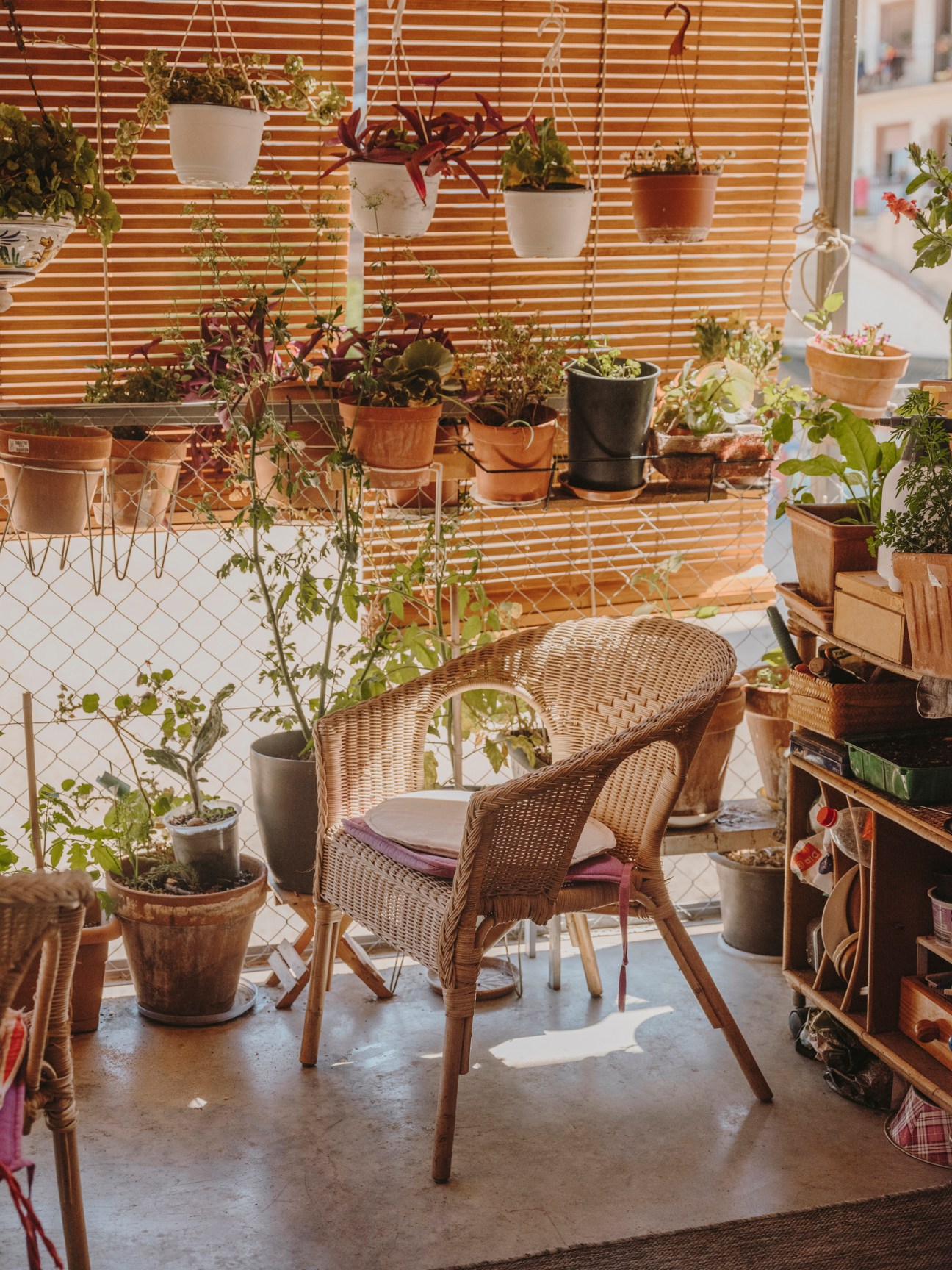 Potted plants and hanging foliage on a balcony with wooden slatted screen and city view.