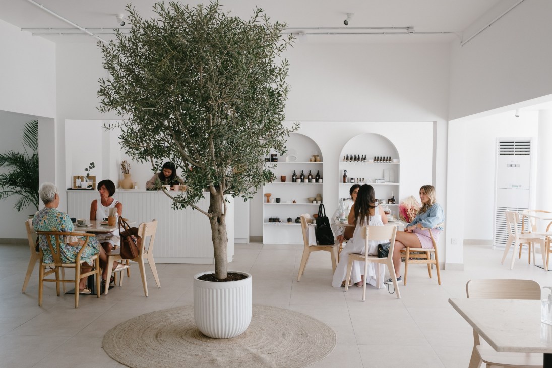 Interior of Heal café with white walls, large olive tree centerpiece, diners at tables, and arched shelving displays