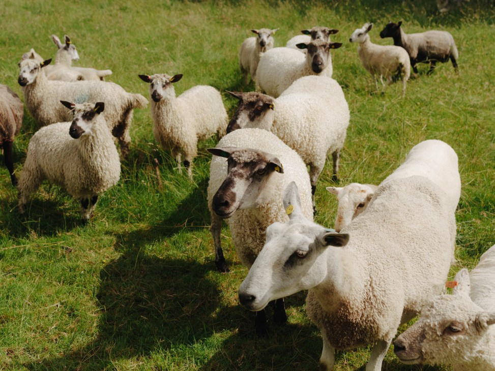 Flock of sheep grazing in a lush green pasture in Dorset, UK.