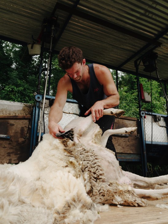 Man shearing wool from a sheep on a farm using clippers under a covered structure.