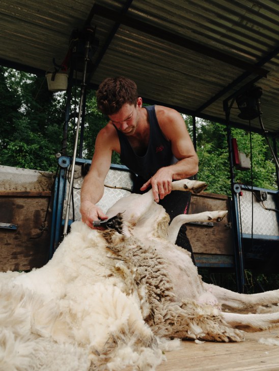 Man shearing wool from a sheep on a farm using clippers under a covered structure.