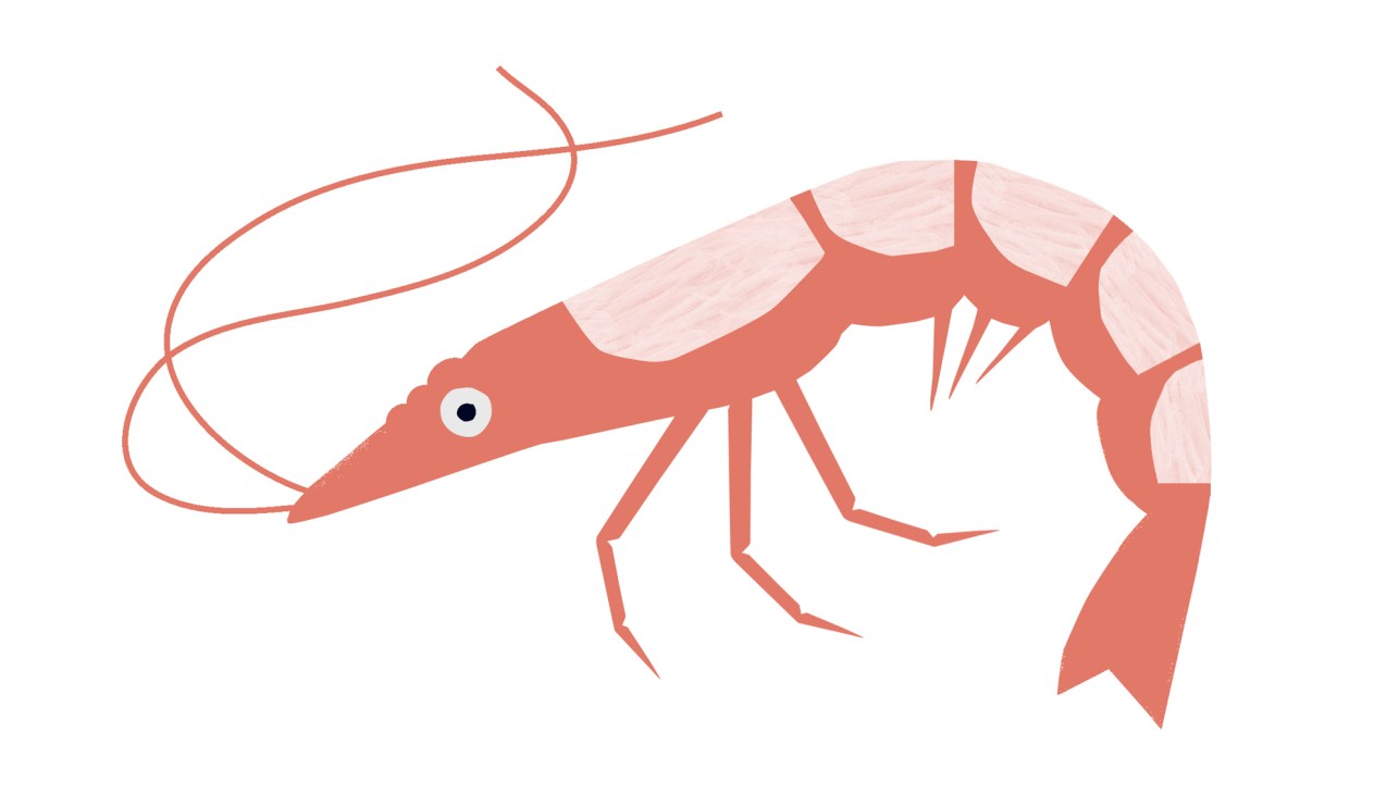 Stylized illustration of a pink and coral colored shrimp with long antennae