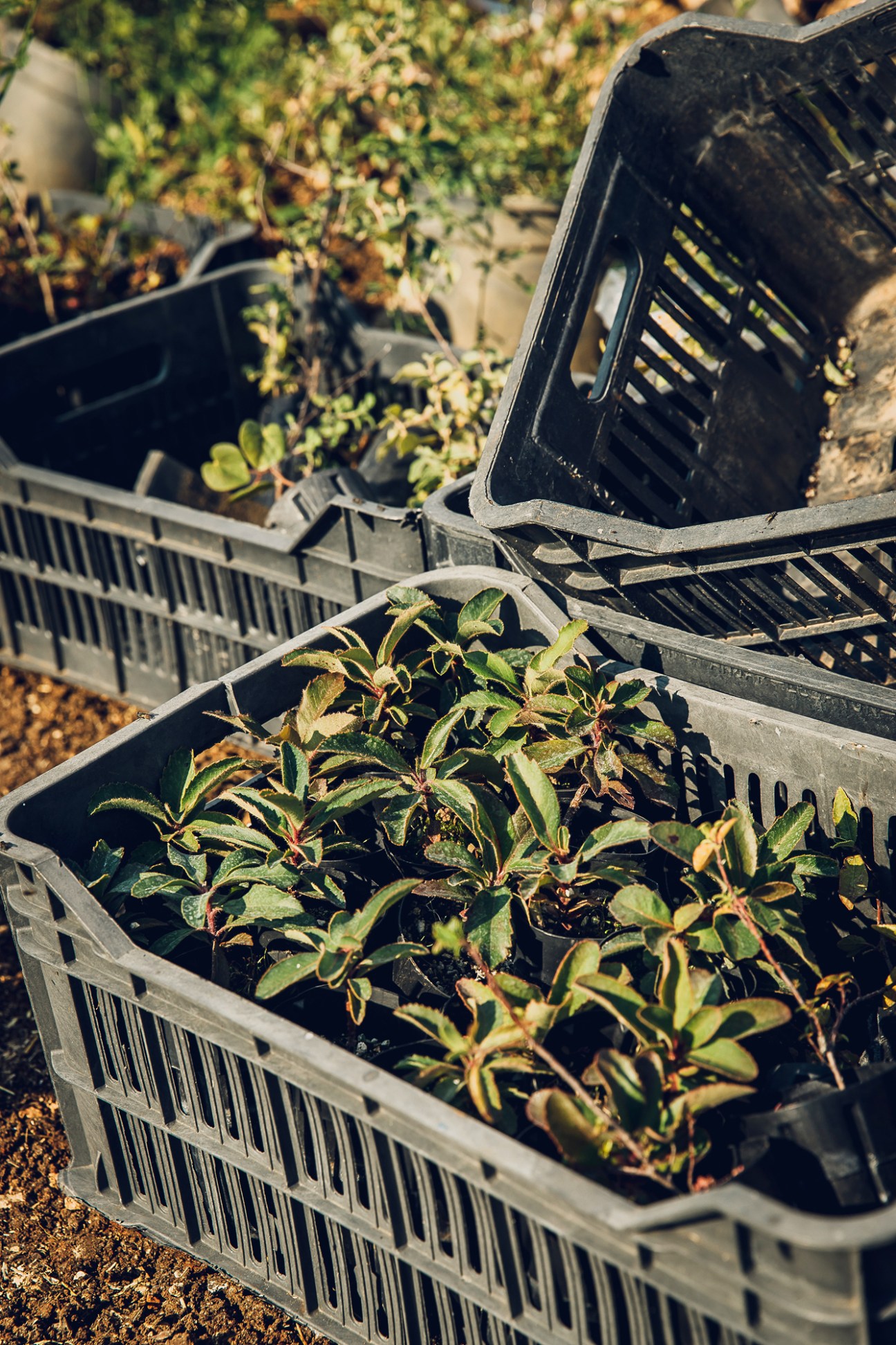 Small saplings and plants growing in black plastic crates in an outdoor garden setting