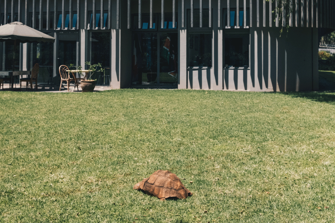 Tortue the tortoise on grass lawn in front of French embassy building with modern architecture