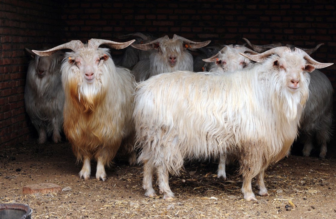 Group of long-haired cashmere goats with horns standing together in a farm setting