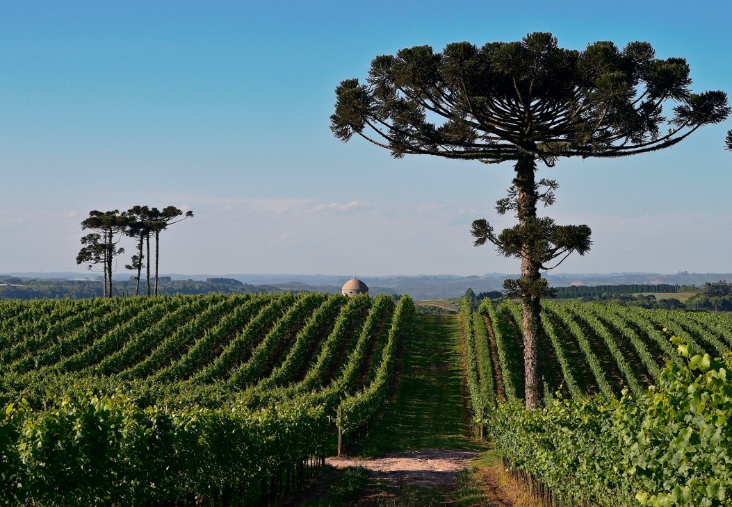 Vineyard rows with distinctive Araucaria trees and rolling hills under blue sky in Brazil