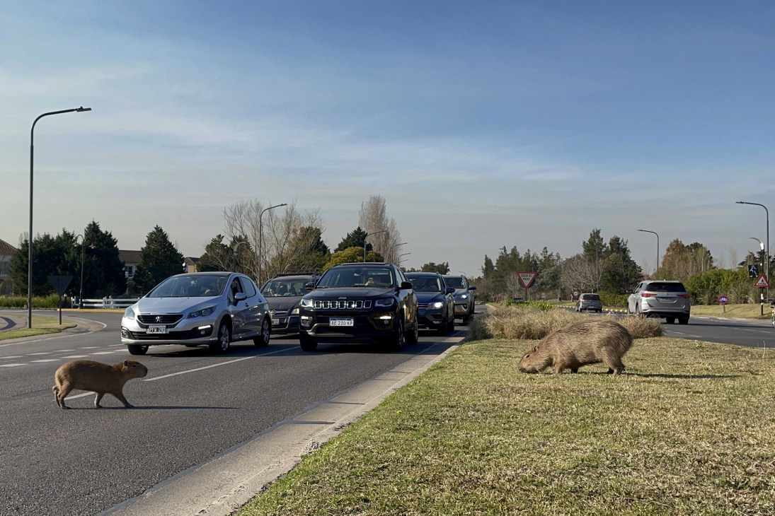 Group of capybaras grazing by a river with city buildings in the background
