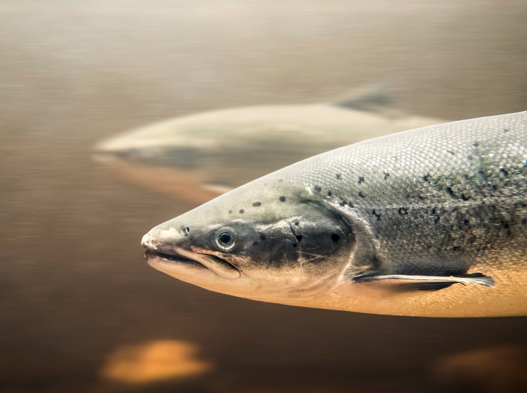 Close-up of a salmon swimming underwater with spotted pattern on its body