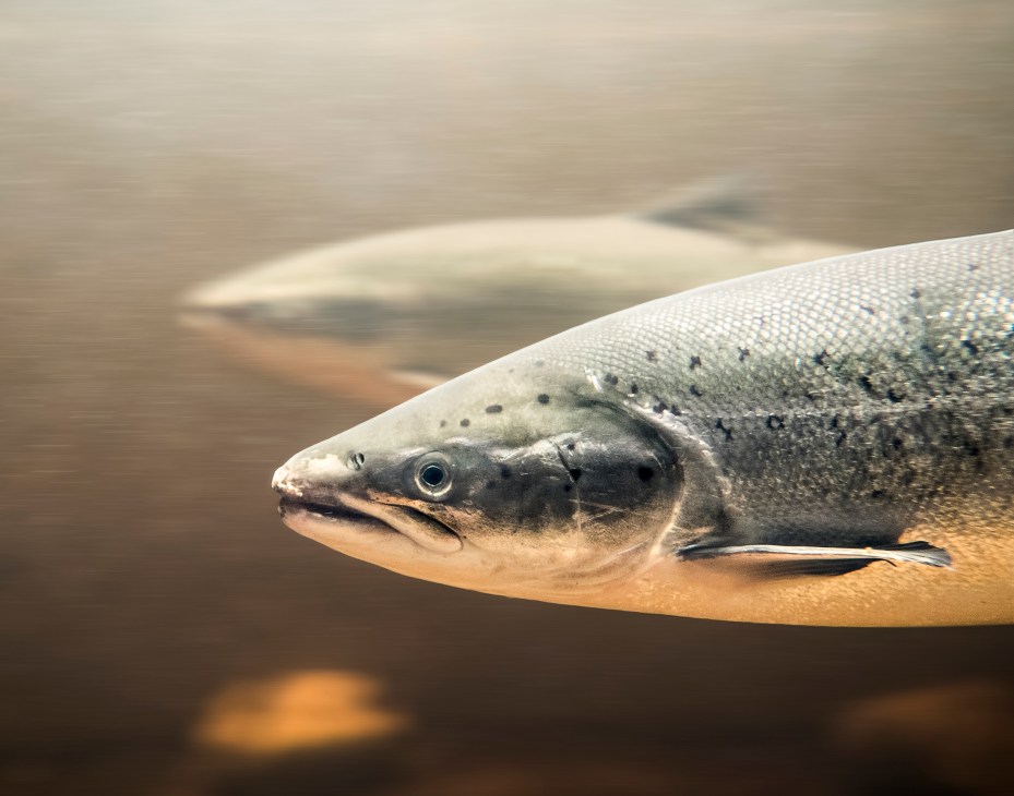 Close-up of a salmon swimming underwater with spotted pattern on its body
