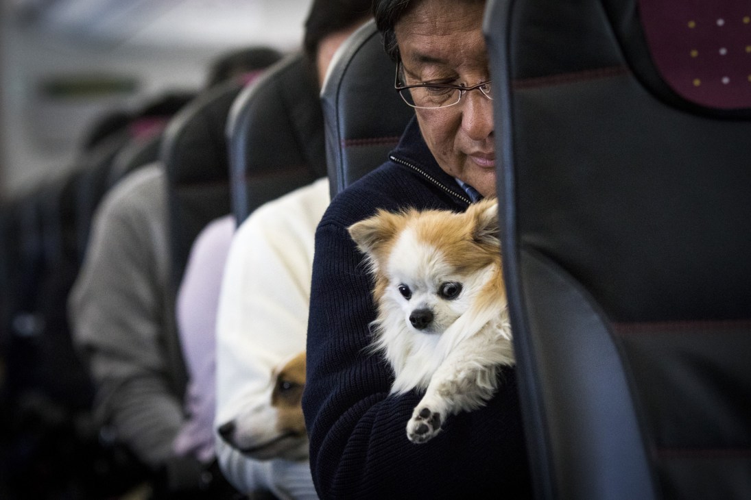 Man in glasses holding small fluffy dog in carrier on airplane