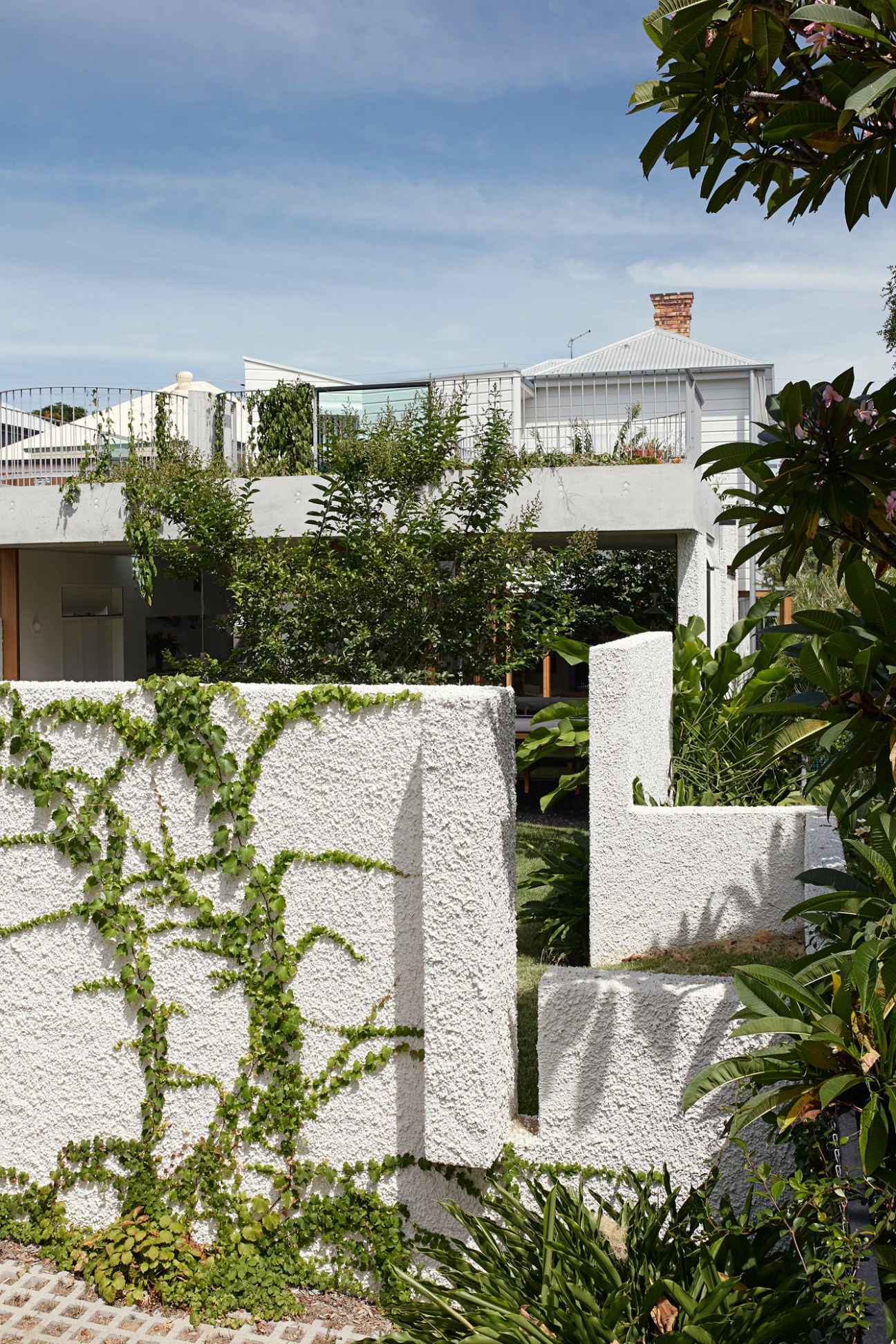 White rendered concrete garden walls with climbing ivy and lush tropical plants surrounding a renovated Brisbane cottage.