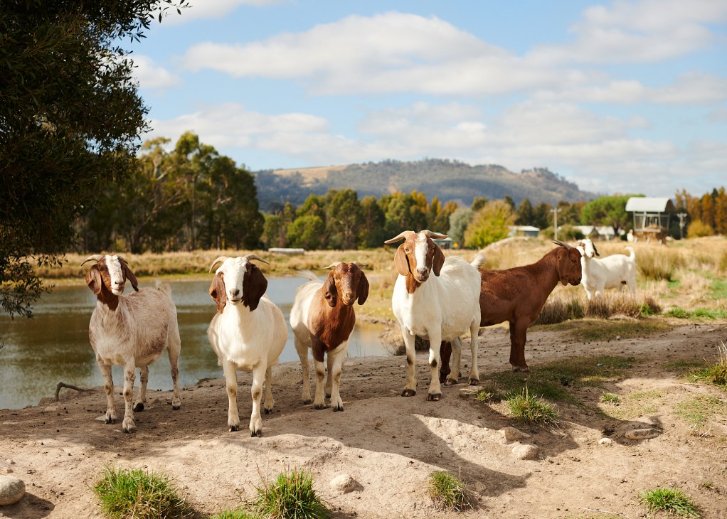 Group of brown and white goats standing on dirt path near water at Myrrhee Boer Goats farm