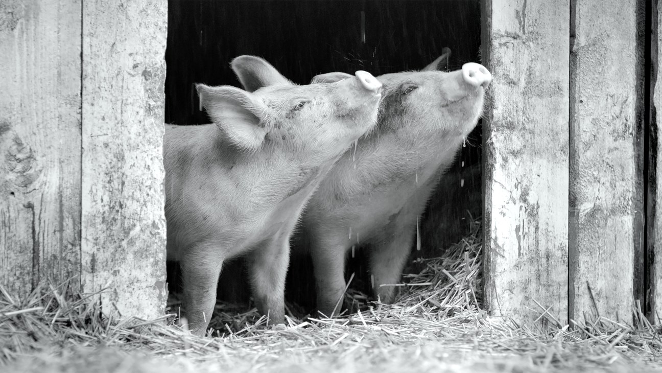 Black and white still from the film Gunda showing two pigs in a wooden shelter.