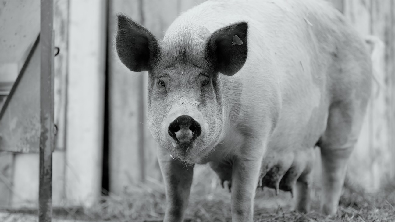 Close-up of a white pig's face looking directly at the camera in a black and white still from the documentary film Gunda.