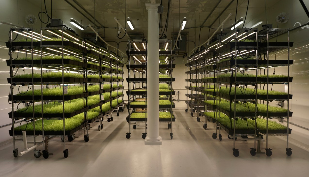 Indoor vertical farming facility with multiple levels of growing trays under artificial lighting