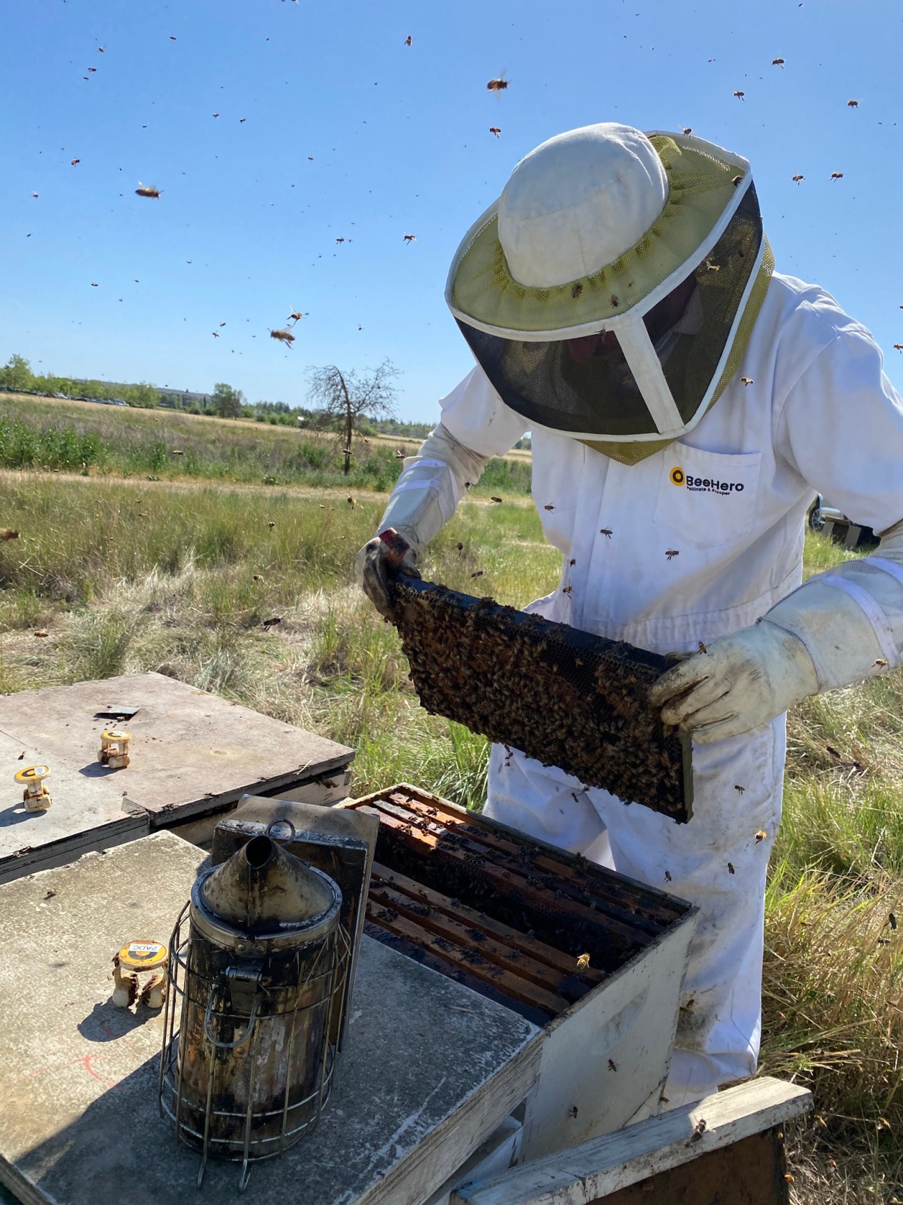 Beekeeper in white protective suit examines honeycomb frame from hive with bees flying around in outdoor field