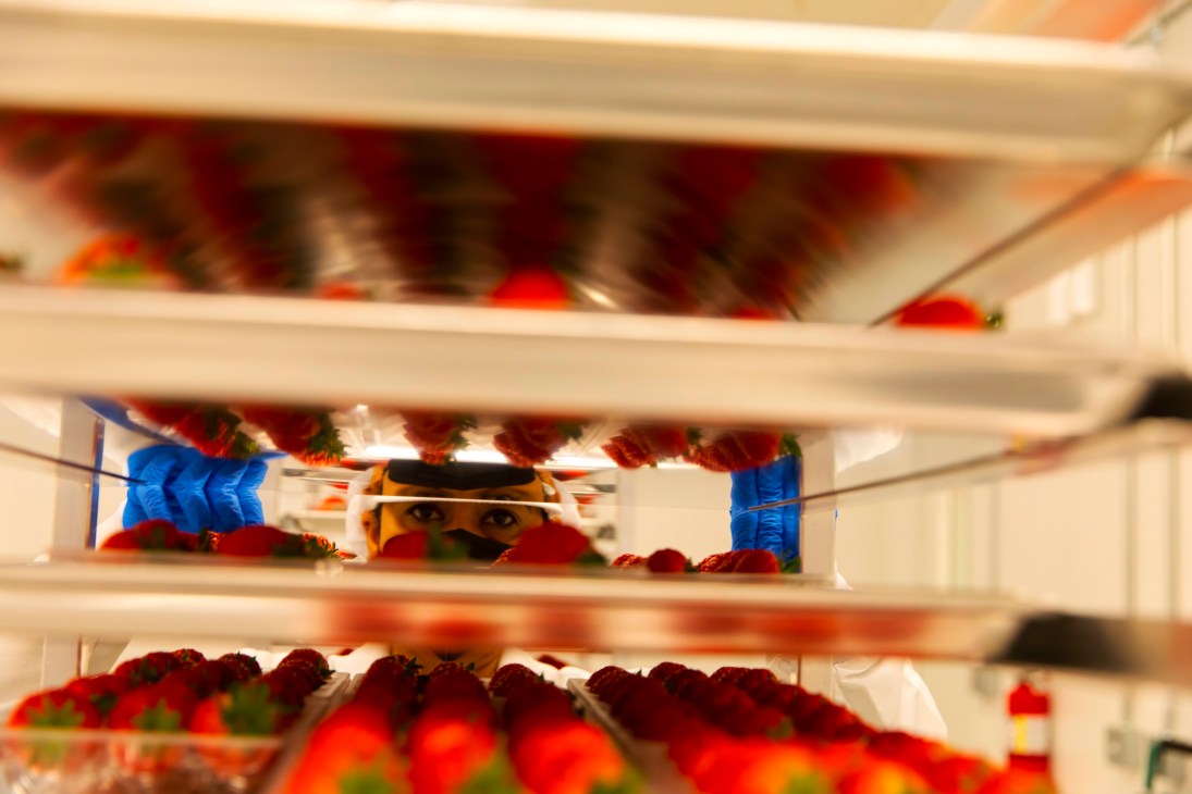 Person in blue gloves reaching into refrigerator filled with containers of fresh strawberries on multiple shelves