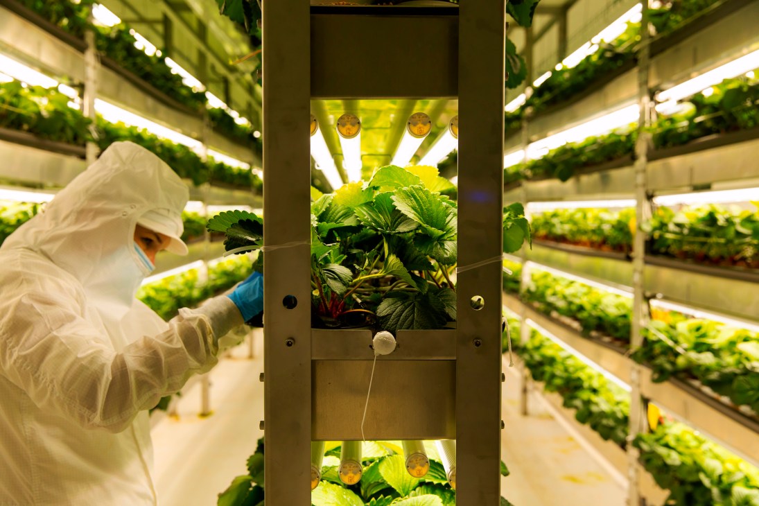 Worker in full protective gear including white suit, hairnet and mask tending to plants in sterile vertical farming facility