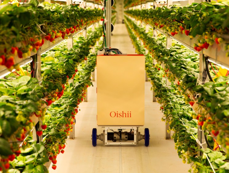 Automated robot moving through rows of strawberry plants in Oishii's vertical farming facility