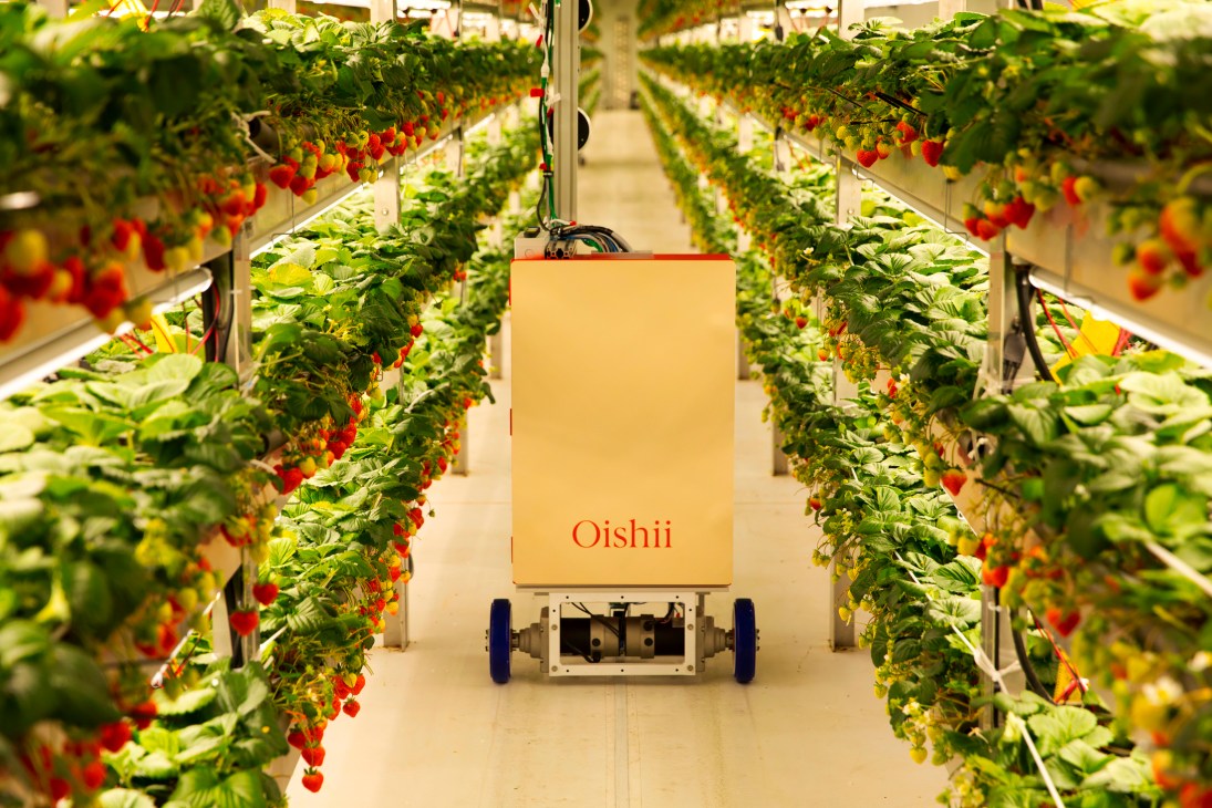 Automated robot moving through rows of strawberry plants in Oishii's vertical farming facility