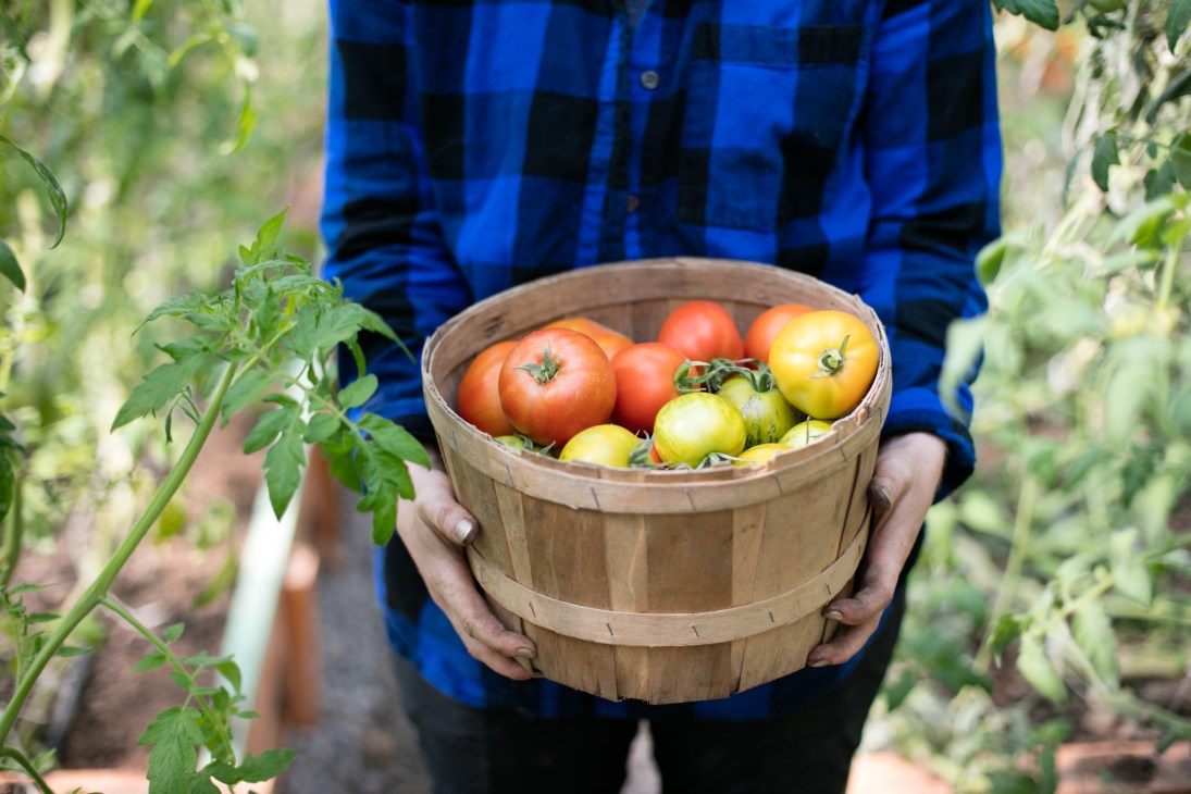 Person in blue checkered shirt holding wooden basket of fresh red and yellow tomatoes in a greenhouse.