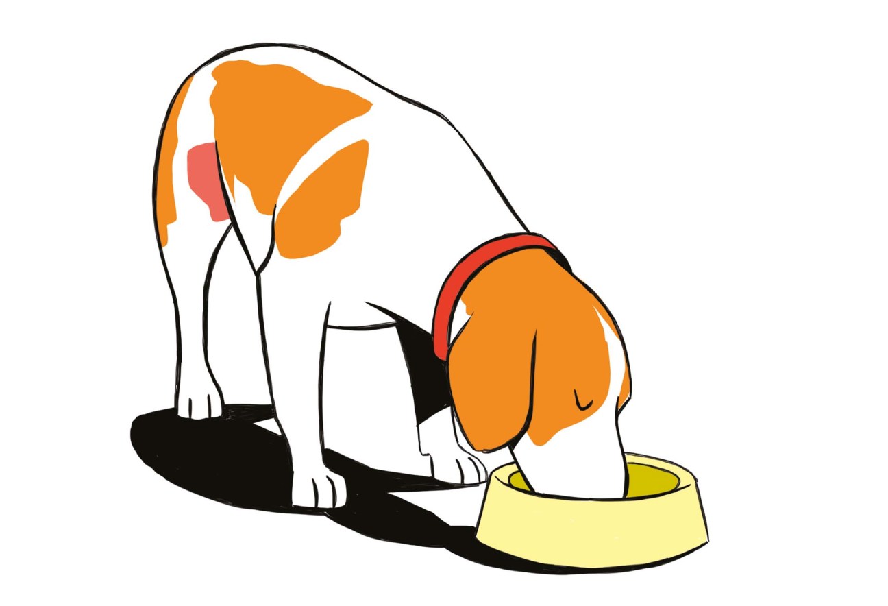Think of others, picture of a dog drinking out of a bowl