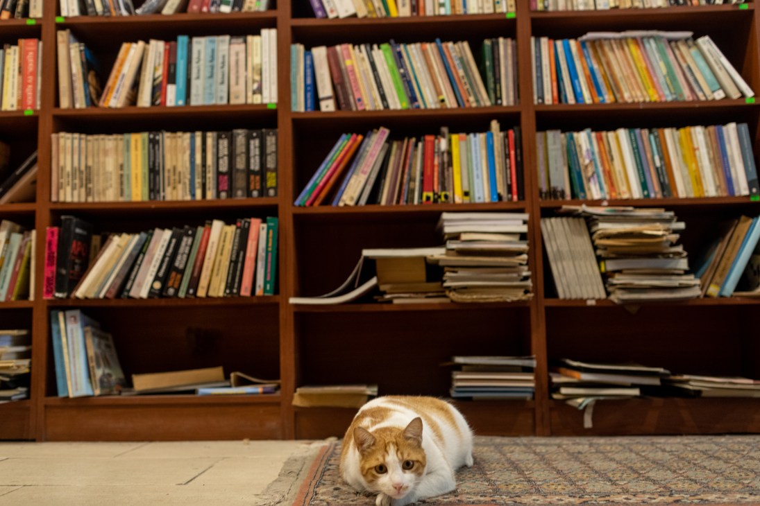 Orange and white cat sitting on floor in front of tall wooden bookshelves filled with books