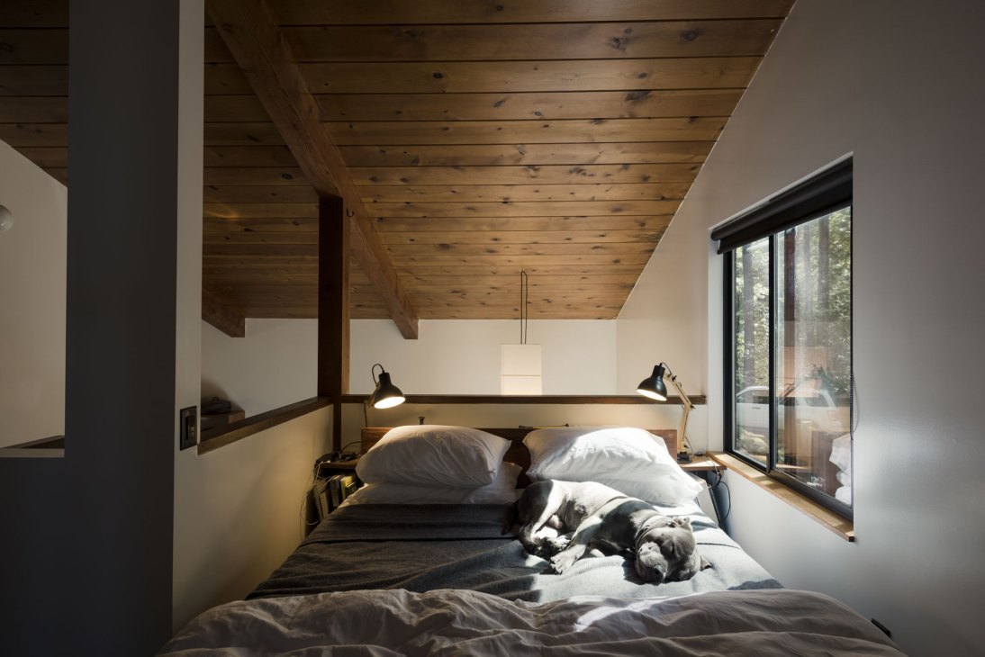 Dog resting comfortably on a bed in a modern bedroom with exposed wood ceiling beams and natural lighting