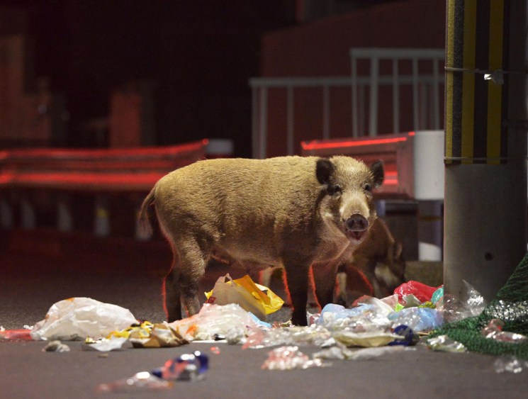 A wild boar rummages through a pile of rubbish on a city street at night.