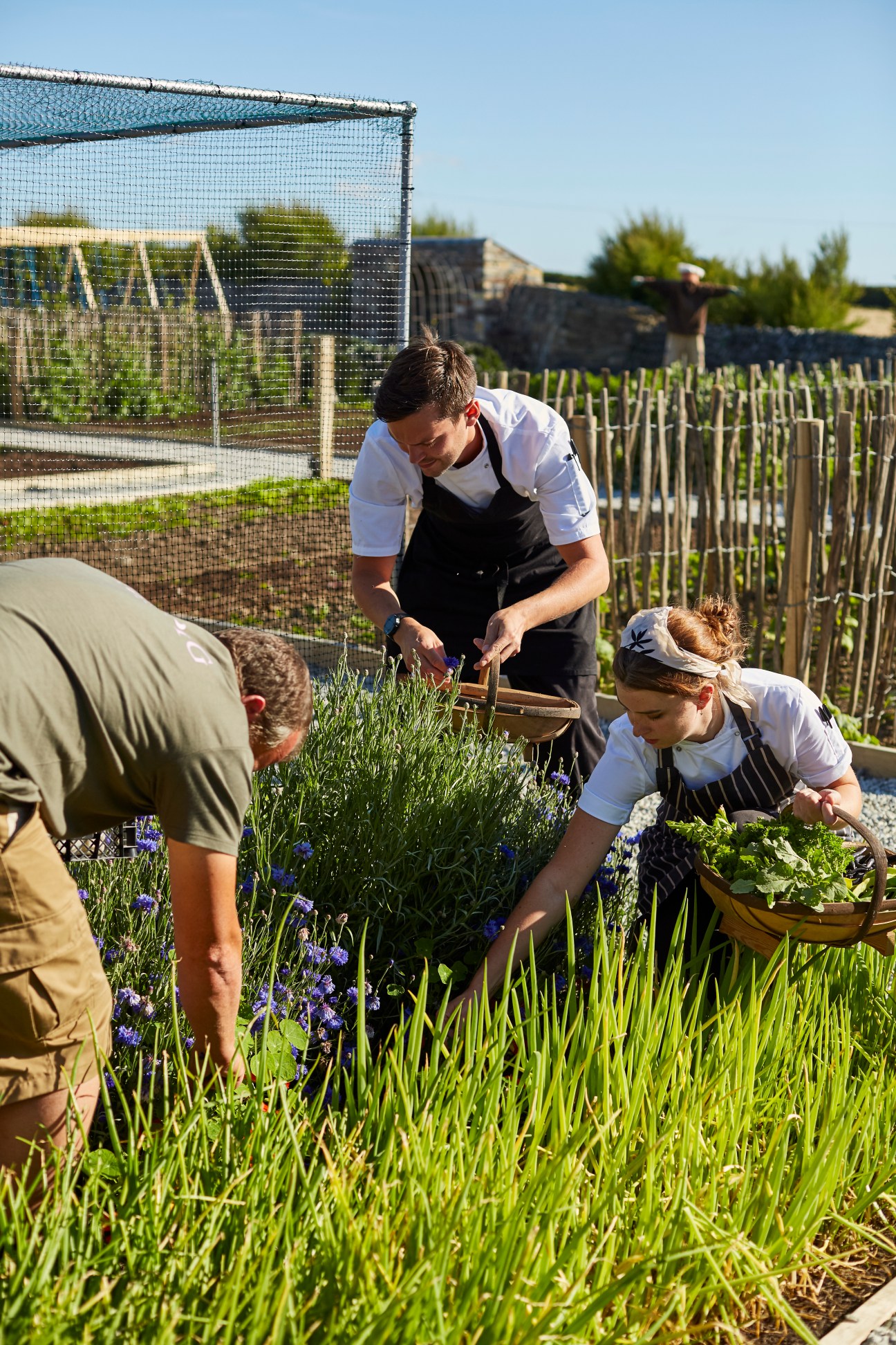 Three people in chef whites and aprons harvesting herbs and vegetables from a kitchen garden
